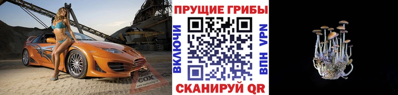 где продают   Тогучин  Галлюциногенные грибы MAGIC MUSHROOMS 